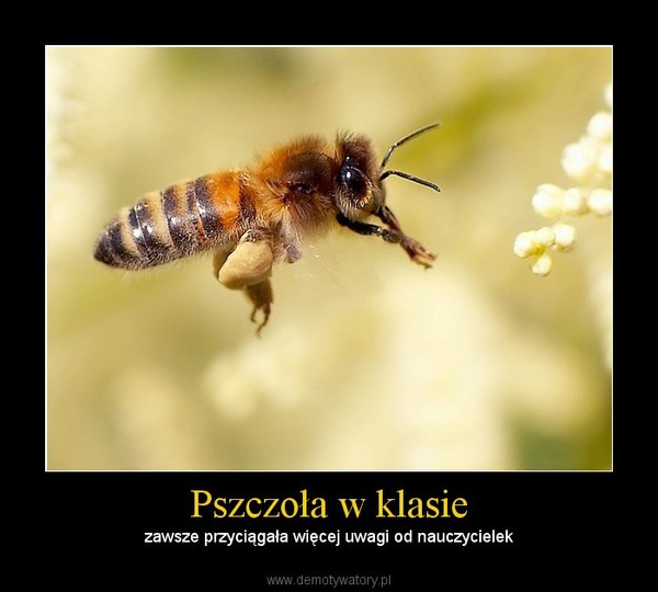 Pszczoła w klasie