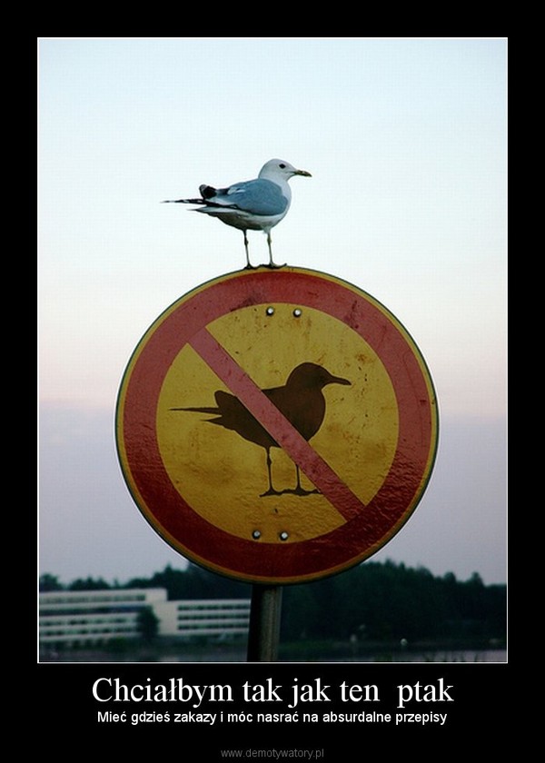 Chciałbym tak jak ten  ptak – Mieć gdzieś zakazy i móc nasrać na absurdalne przepisy 