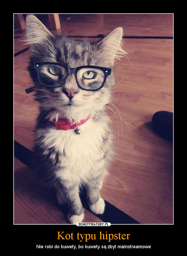 Kot typu hipster – Nie robi do kuwety, bo kuwety są zbyt mainstreamowe 