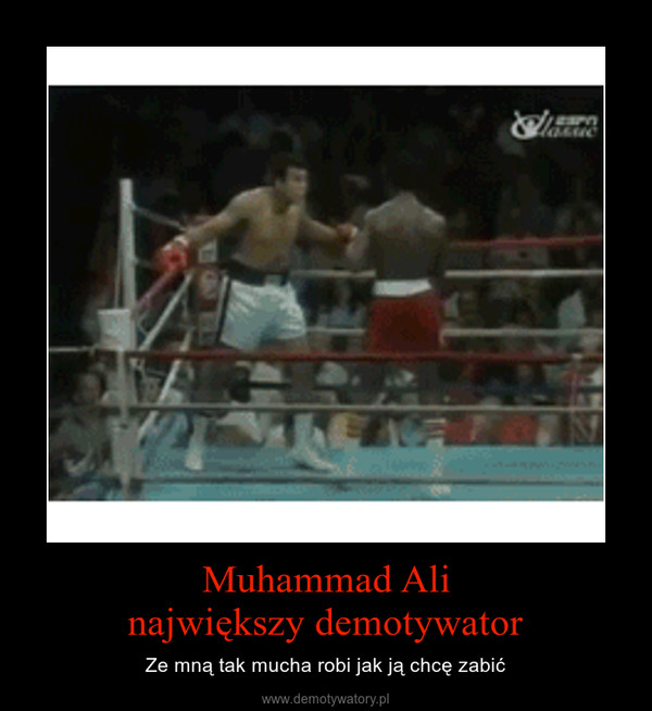 Muhammad Alinajwiększy demotywator – Ze mną tak mucha robi jak ją chcę zabić 