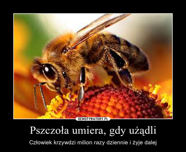 Pszczoła umiera, gdy użądli – Człowiek krzywdzi milion razy dziennie i żyje dalej 
