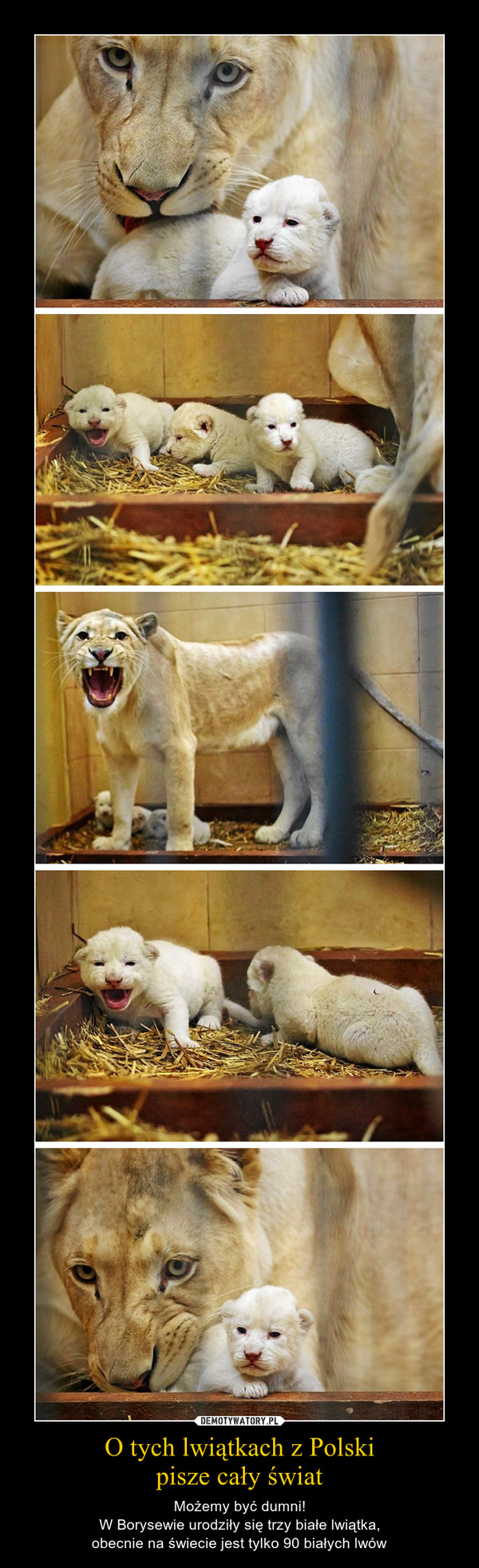 O tych lwiątkach z Polskipisze cały świat – Możemy być dumni!W Borysewie urodziły się trzy białe lwiątka,obecnie na świecie jest tylko 90 białych lwów 