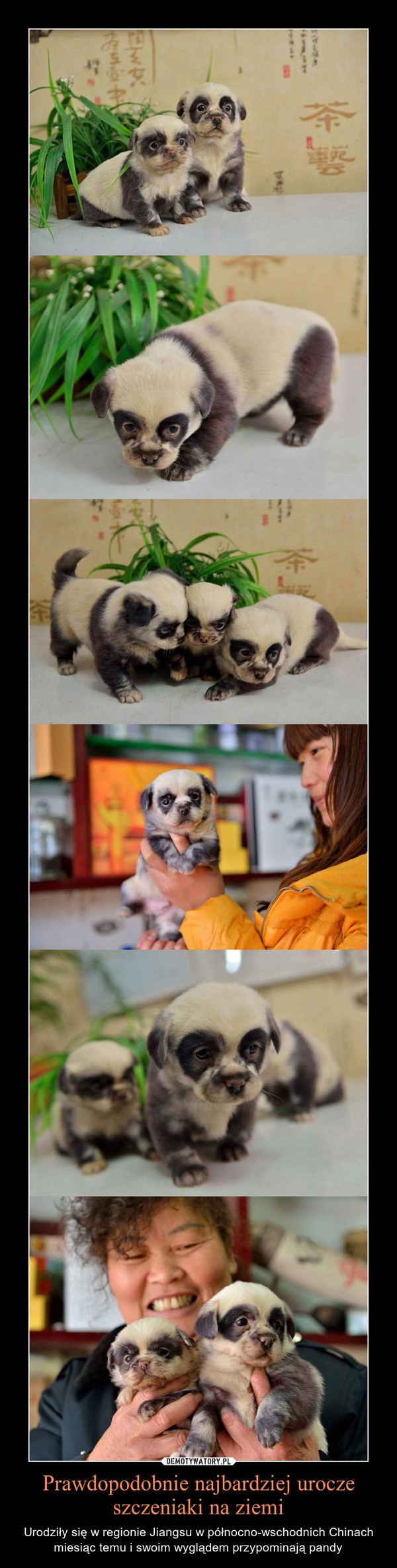 Prawdopodobnie najbardziej urocze szczeniaki na ziemi – Urodziły się w regionie Jiangsu w północno-wschodnich Chinach miesiąc temu i swoim wyglądem przypominają pandy 