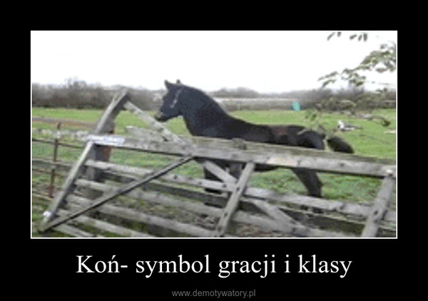 Koń- symbol gracji i klasy –  