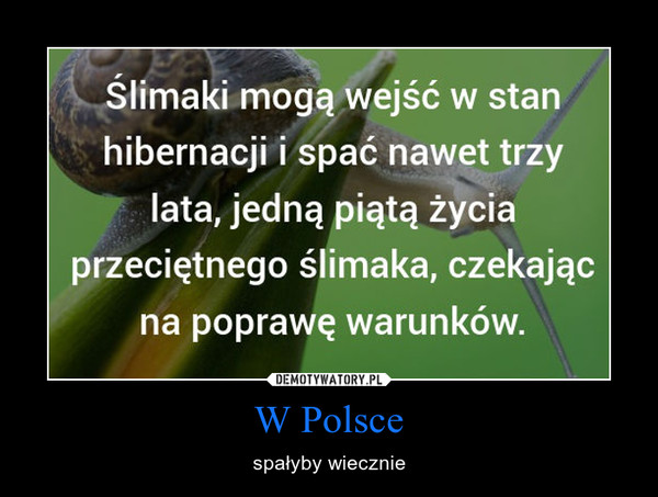 W Polsce – spałyby wiecznie 