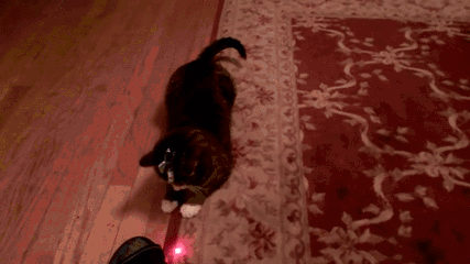Imprezowe perpetum mobile – Kot z laserem przyklejonym do głowy! 
