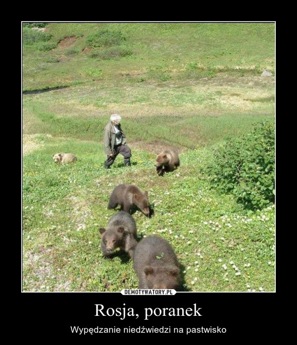 Rosja, poranek – Wypędzanie niedźwiedzi na pastwisko 