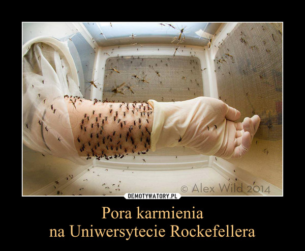 Pora karmieniana Uniwersytecie Rockefellera –  