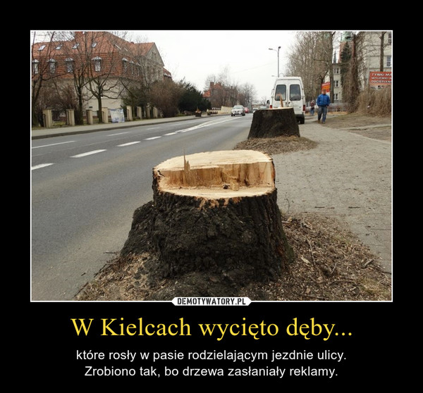 W Kielcach wycięto dęby... – które rosły w pasie rodzielającym jezdnie ulicy.Zrobiono tak, bo drzewa zasłaniały reklamy. 