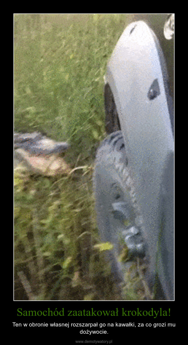 Samochód zaatakował krokodyla! – Ten w obronie własnej rozszarpał go na kawałki, za co grozi mu dożywocie. 