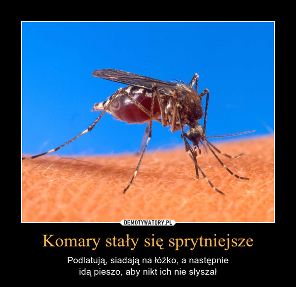 Komary stały się sprytniejsze – Podlatują, siadają na łóżko, a następnieidą pieszo, aby nikt ich nie słyszał 