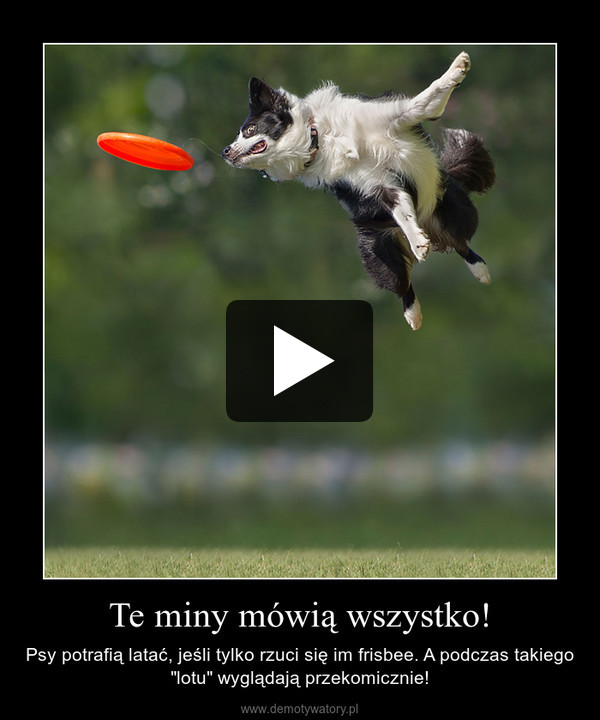 Te miny mówią wszystko! – Psy potrafią latać, jeśli tylko rzuci się im frisbee. A podczas takiego "lotu" wyglądają przekomicznie! 