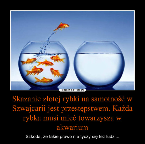 Skazanie złotej rybki na samotność w Szwajcarii jest przestępstwem. Każda rybka musi mieć towarzysza w akwarium – Szkoda, że takie prawo nie tyczy się też ludzi... 