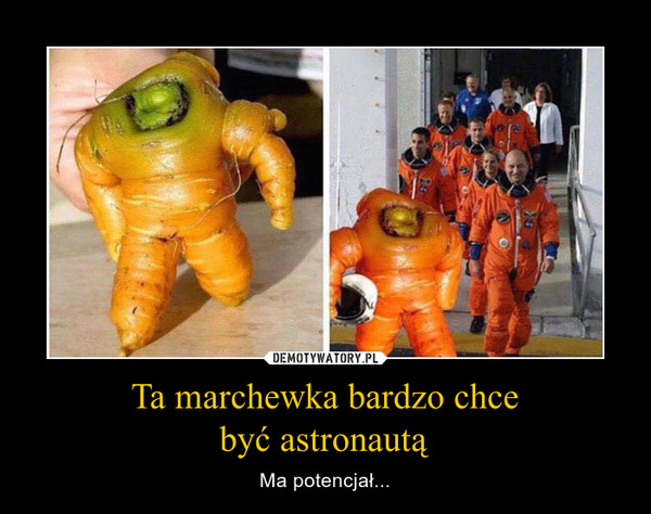 Ta marchewka bardzo chce
być astronautą