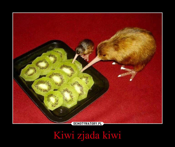 Kiwi zjada kiwi –  