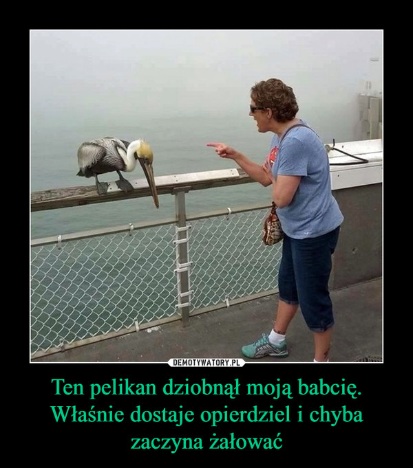 Ten pelikan dziobnął moją babcię. Właśnie dostaje opierdziel i chyba zaczyna żałować –  