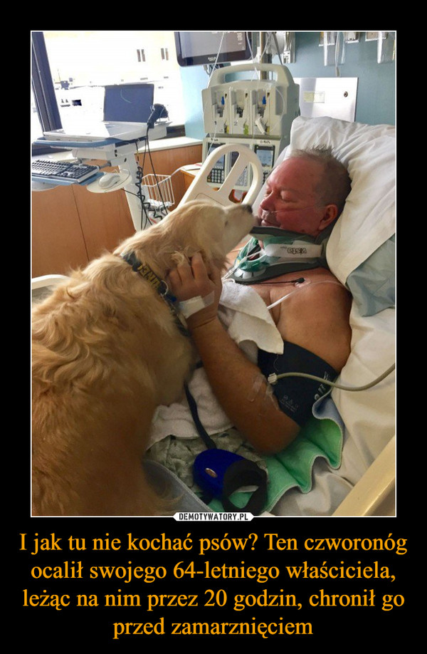 I jak tu nie kochać psów? Ten czworonóg ocalił swojego 64-letniego właściciela, leżąc na nim przez 20 godzin, chronił go przed zamarznięciem –  
