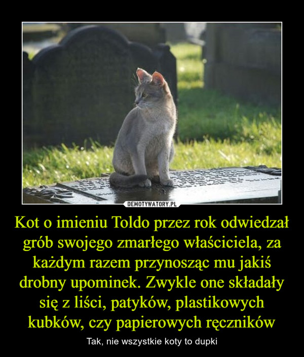 Kot o imieniu Toldo przez rok odwiedzał grób swojego zmarłego właściciela, za każdym razem przynosząc mu jakiś drobny upominek. Zwykle one składały się z liści, patyków, plastikowych kubków, czy papierowych ręczników
