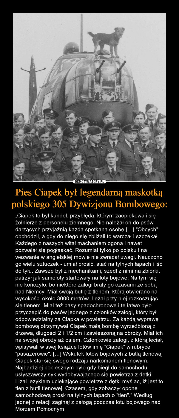 Pies Ciapek był legendarną maskotką polskiego 305 Dywizjonu Bombowego:
