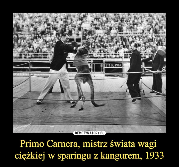 Primo Carnera, mistrz świata wagi ciężkiej w sparingu z kangurem, 1933 –  