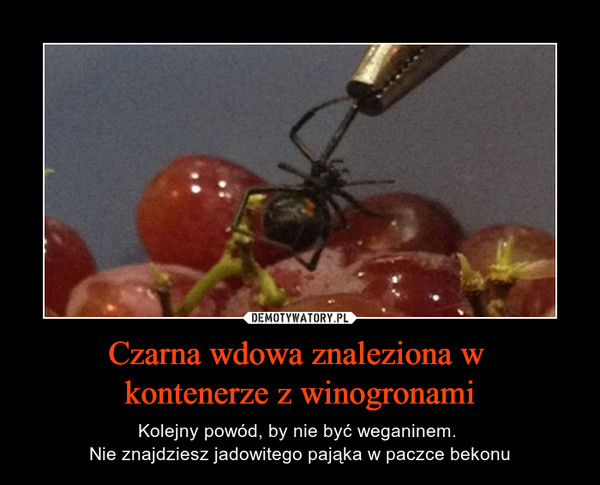 Czarna wdowa znaleziona w kontenerze z winogronami – Kolejny powód, by nie być weganinem. Nie znajdziesz jadowitego pająka w paczce bekonu 