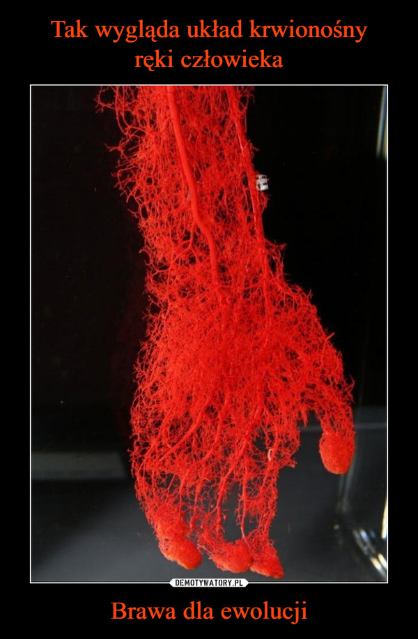 Tak wygląda układ krwionośny
ręki człowieka Brawa dla ewolucji