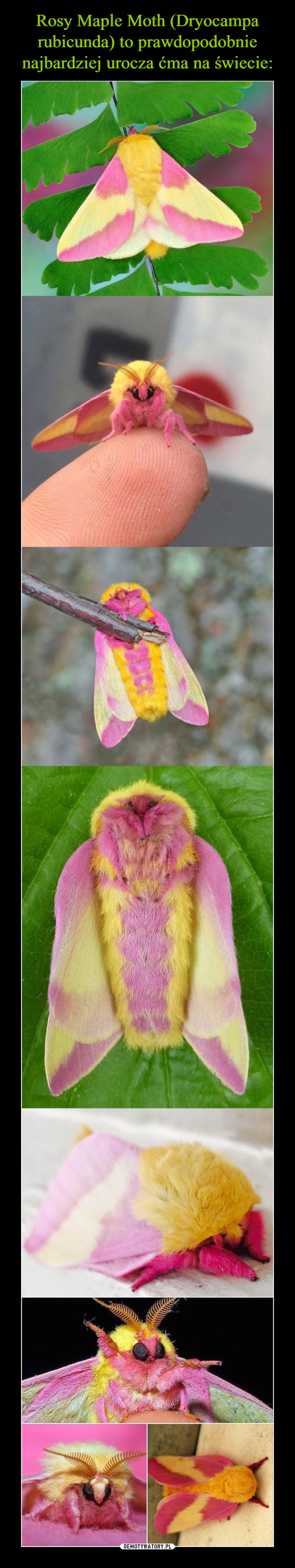 Rosy Maple Moth (Dryocampa rubicunda) to prawdopodobnie najbardziej urocza ćma na świecie: