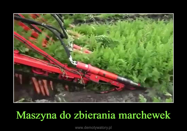Maszyna do zbierania marchewek –  
