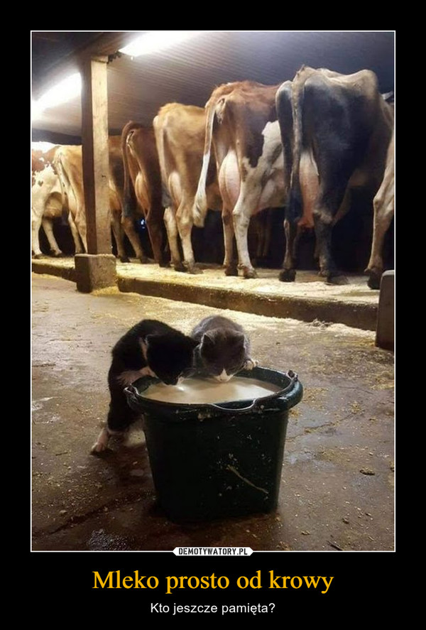 Mleko prosto od krowy