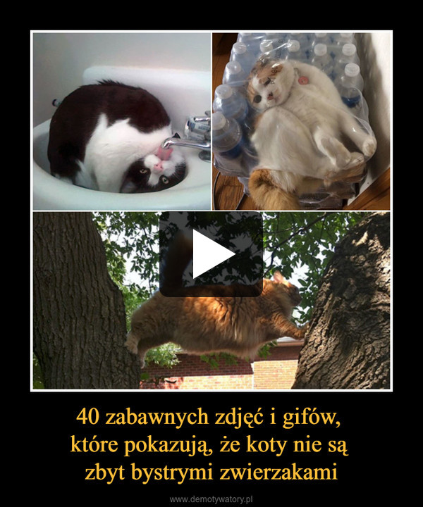 40 zabawnych zdjęć i gifów, które pokazują, że koty nie są zbyt bystrymi zwierzakami –  