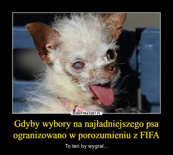 Gdyby wybory na najładniejszego psa ogranizowano w porozumieniu z FIFA – To ten by wygrał... 
