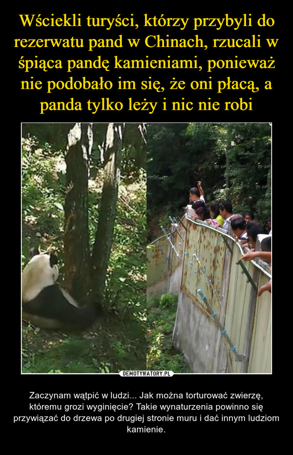 Wściekli turyści, którzy przybyli do rezerwatu pand w Chinach, rzucali w śpiąca pandę kamieniami, ponieważ nie podobało im się, że oni płacą, a panda tylko leży i nic nie robi