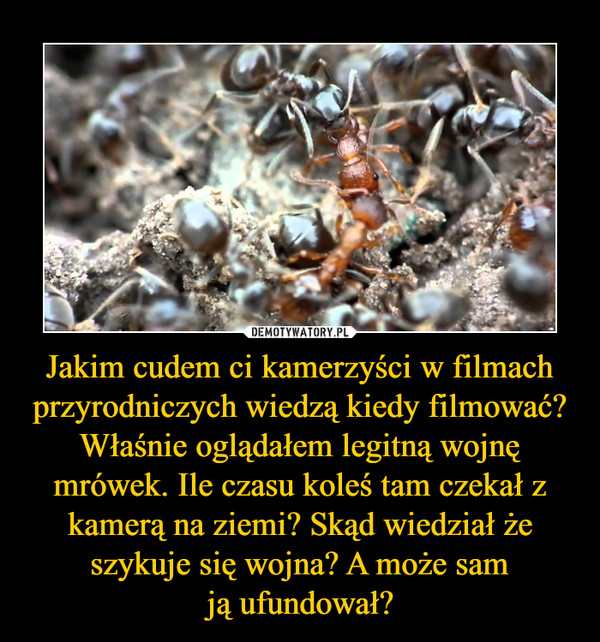 Jakim cudem ci kamerzyści w filmach przyrodniczych wiedzą kiedy filmować? Właśnie oglądałem legitną wojnę mrówek. Ile czasu koleś tam czekał z kamerą na ziemi? Skąd wiedział że szykuje się wojna? A może samją ufundował? –  