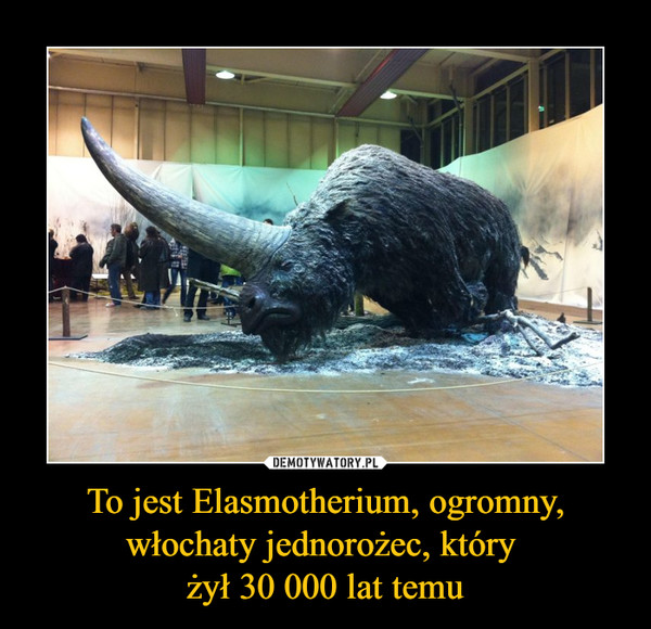 To jest Elasmotherium, ogromny, włochaty jednorożec, który 
żył 30 000 lat temu