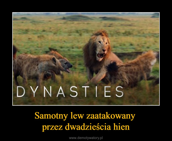 Samotny lew zaatakowany przez dwadzieścia hien –  