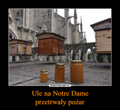 Ule na Notre Dame
przetrwały pożar