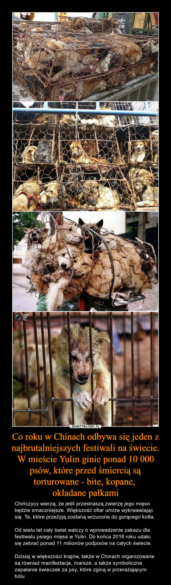 Co roku w Chinach odbywa się jeden z najbrutalniejszych festiwali na świecie. W mieście Yulin ginie ponad 10 000 psów, które przed śmiercią są torturowane - bite, kopane, 
okładane pałkami
