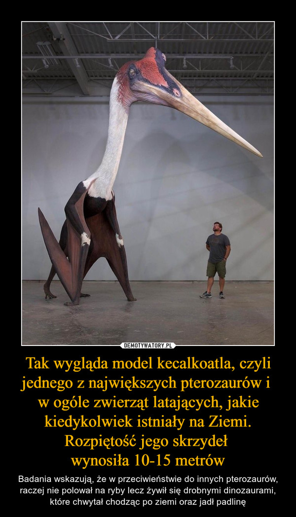Tak wygląda model kecalkoatla, czyli jednego z największych pterozaurów i 
w ogóle zwierząt latających, jakie kiedykolwiek istniały na Ziemi. Rozpiętość jego skrzydeł 
wynosiła 10-15 metrów