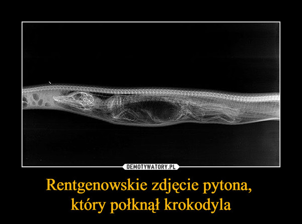 Rentgenowskie zdjęcie pytona, 
który połknął krokodyla