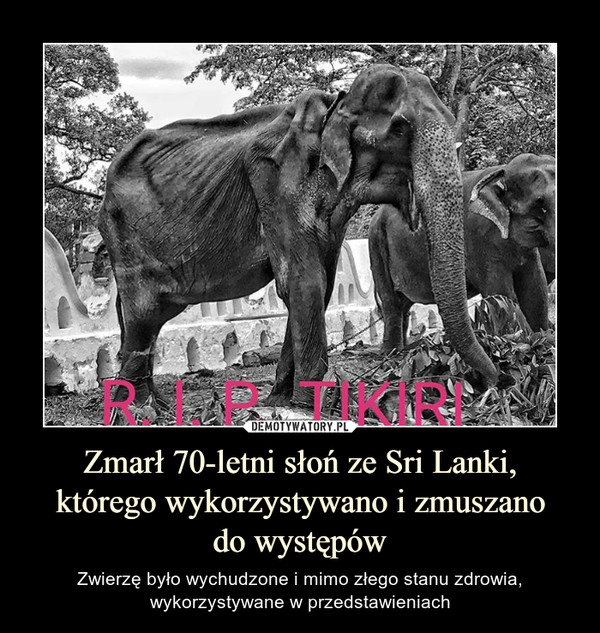 Zmarł 70-letni słoń ze Sri Lanki,
którego wykorzystywano i zmuszano
do występów