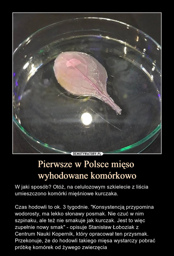 Pierwsze w Polsce mięso 
wyhodowane komórkowo