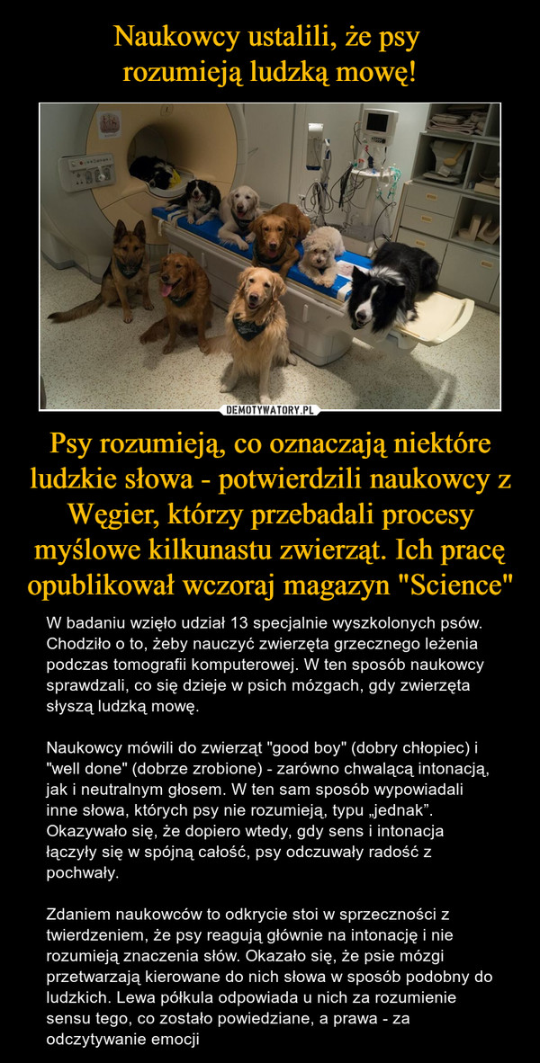Psy rozumieją, co oznaczają niektóre ludzkie słowa - potwierdzili naukowcy z Węgier, którzy przebadali procesy myślowe kilkunastu zwierząt. Ich pracę opublikował wczoraj magazyn "Science" – W badaniu wzięło udział 13 specjalnie wyszkolonych psów. Chodziło o to, żeby nauczyć zwierzęta grzecznego leżenia podczas tomografii komputerowej. W ten sposób naukowcy sprawdzali, co się dzieje w psich mózgach, gdy zwierzęta słyszą ludzką mowę.Naukowcy mówili do zwierząt "good boy" (dobry chłopiec) i "well done" (dobrze zrobione) - zarówno chwalącą intonacją, jak i neutralnym głosem. W ten sam sposób wypowiadali inne słowa, których psy nie rozumieją, typu „jednak”. Okazywało się, że dopiero wtedy, gdy sens i intonacja łączyły się w spójną całość, psy odczuwały radość z pochwały.Zdaniem naukowców to odkrycie stoi w sprzeczności z twierdzeniem, że psy reagują głównie na intonację i nie rozumieją znaczenia słów. Okazało się, że psie mózgi przetwarzają kierowane do nich słowa w sposób podobny do ludzkich. Lewa półkula odpowiada u nich za rozumienie sensu tego, co zostało powiedziane, a prawa - za odczytywanie emocji 