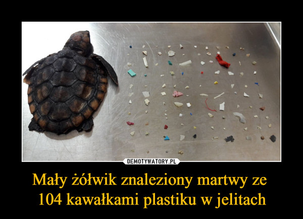 Mały żółwik znaleziony martwy ze 
104 kawałkami plastiku w jelitach