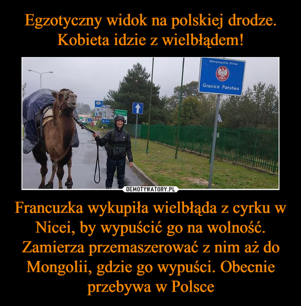 Francuzka wykupiła wielbłąda z cyrku w Nicei, by wypuścić go na wolność. Zamierza przemaszerować z nim aż do Mongolii, gdzie go wypuści. Obecnie przebywa w Polsce –  