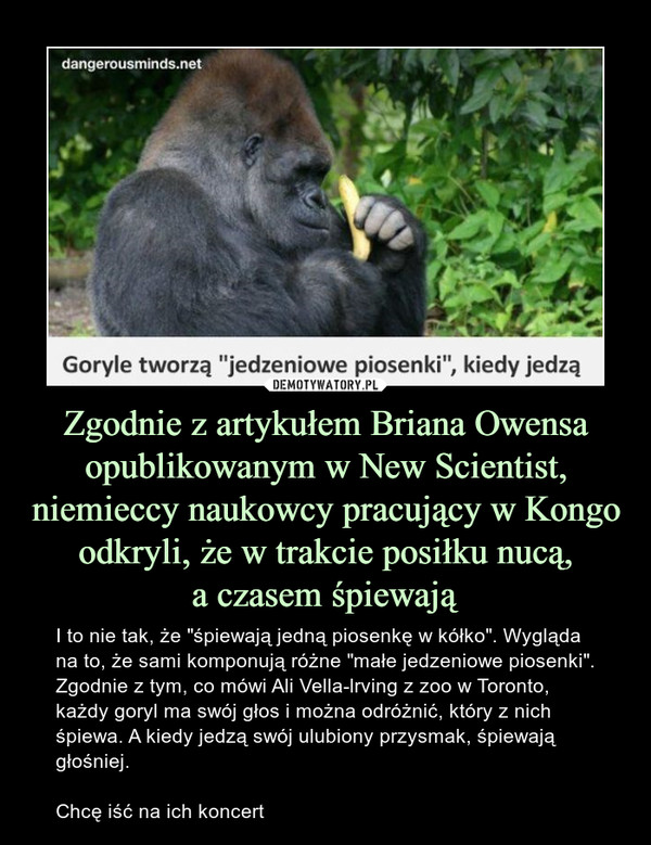 Zgodnie z artykułem Briana Owensa opublikowanym w New Scientist, niemieccy naukowcy pracujący w Kongo odkryli, że w trakcie posiłku nucą,a czasem śpiewają – I to nie tak, że "śpiewają jedną piosenkę w kółko". Wygląda na to, że sami komponują różne "małe jedzeniowe piosenki".Zgodnie z tym, co mówi Ali Vella-lrving z zoo w Toronto, każdy goryl ma swój głos i można odróżnić, który z nich śpiewa. A kiedy jedzą swój ulubiony przysmak, śpiewają głośniej.Chcę iść na ich koncert Goryle tworzą "jedzeniowe piosenki", kiedy jedzą