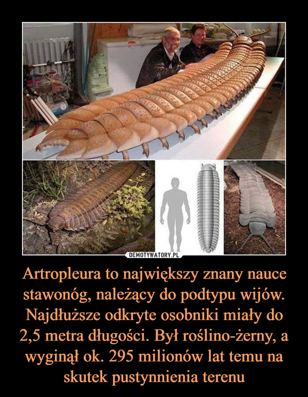 Artropleura to największy znany nauce stawonóg, należący do podtypu wijów. Najdłuższe odkryte osobniki miały do 2,5 metra długości. Był roślino-żerny, a wyginął ok. 295 milionów lat temu na skutek pustynnienia terenu –  