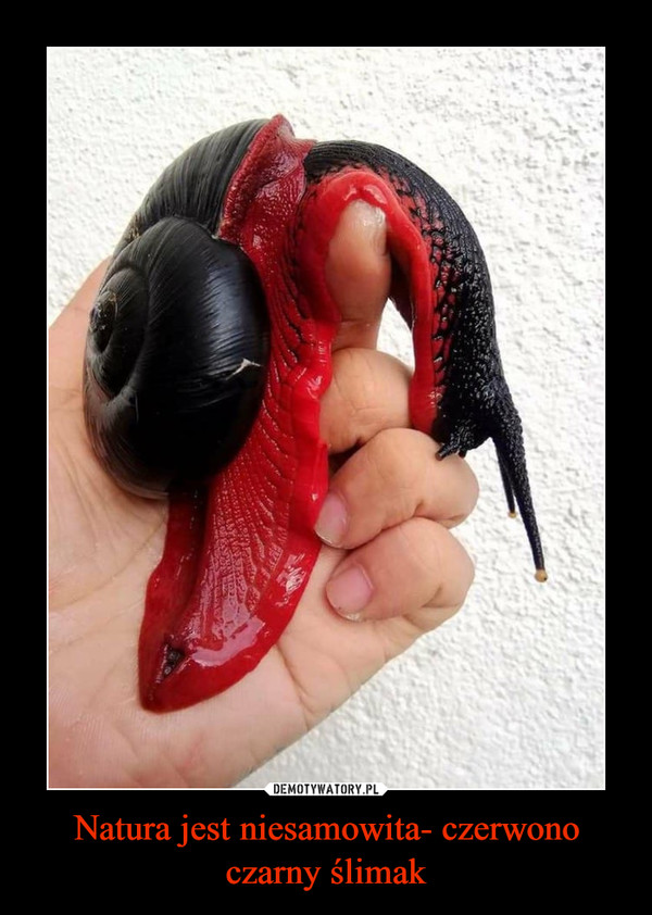 Natura jest niesamowita- czerwono czarny ślimak –  