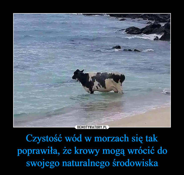 Czystość wód w morzach się tak poprawiła, że krowy mogą wrócić do swojego naturalnego środowiska –  