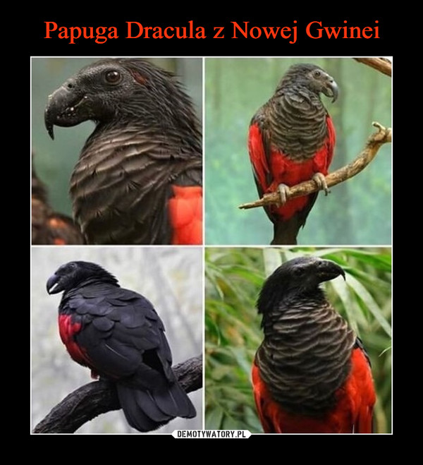 Papuga Dracula z Nowej Gwinei