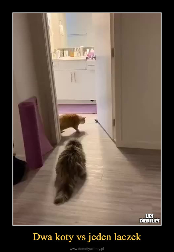 Dwa koty vs jeden laczek –  